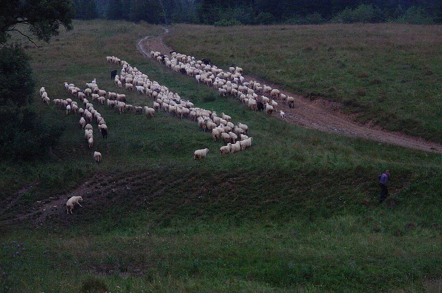Czarne. Wypas. Wypas owiec, Czarne, Beskid Niski.