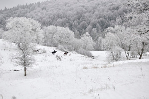 Jazda konna zimowa, Beskid Niski